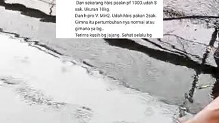Bibit lele ukuran 5-7cm sudah bisa makan pelet 781-1 ngapain diberi PF1000 PEMBOROSAN