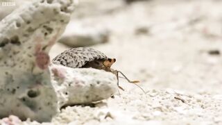 Hermit Crabs LINE UP To Swap Shells!.