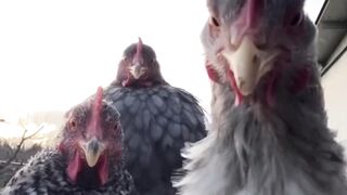 active chickens