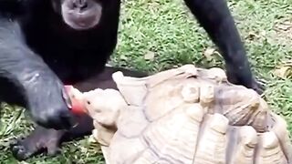 A beautiful scene monkey apple khila raha hai turtle ko