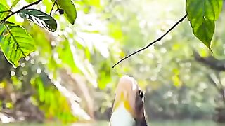 the fish eat grapes a beautiful scene