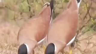beautiful dance