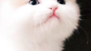 The cute cat
