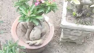 Bees are sucking  from flowers