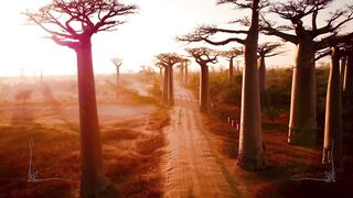 Savana Path