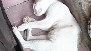 A beautiful white cat is trying to sleep.