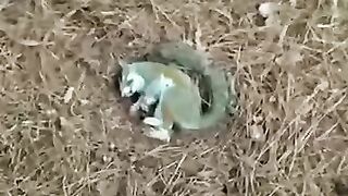 pets and animal
