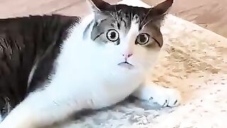 pets and animals