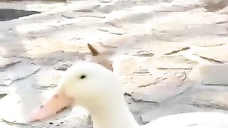 Duck ???? & Dog True Love ???? #trending #duck #dog #shorts