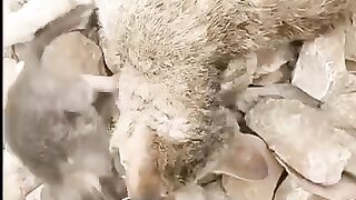 Very hungry ???? and poor cat????#shorts #youtubeshorts #emotional