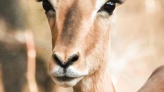 3 facts about deer