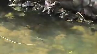 This family happened to see a baby deer fall into the water #deer