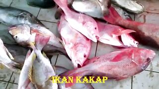 Red Snapper Fish