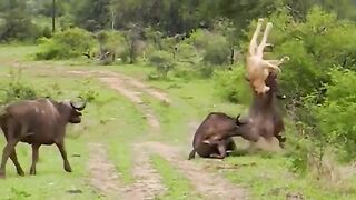 جانوروں کی آپس میں ہونے والی بہت ہی زبردست لڑائیاں _ The Most Intense Battles of Wild Animals