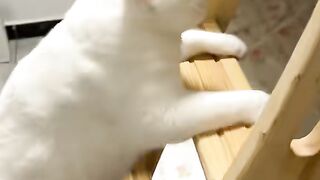 smart cat