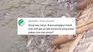 Apakah pengepul mau beli ikan lele konsumsi yang diberi pakan alternatif CCM atau emon rebus❓