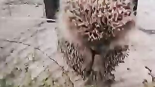 Rescue hedgehog gets surprise