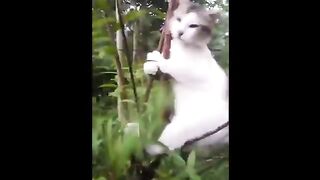 Kucing Peluk Pohon | Ku punya satu mimpi ku tanamkan dihati meme