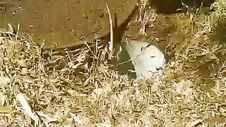 The man rescues the cute armadillo from the hole #armadillo #short