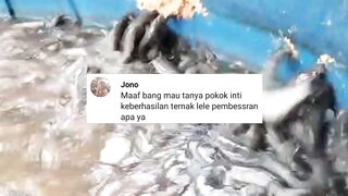 5 KUNCI SUKSES PEMBESARAN IKAN LELE