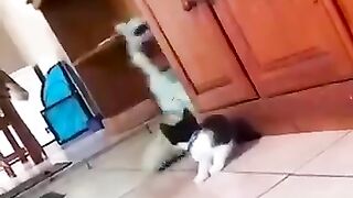 Funny and Cute cats kitten