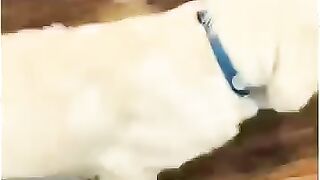 Cenas De Cachorros Proporcionando As Mais Puras Risadas!
