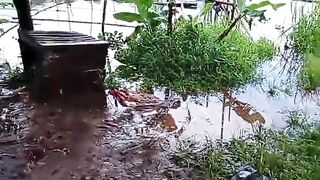 Musim HUJAN telah tiba kolam jaring apung kebanjiran