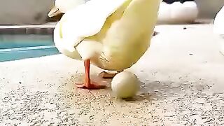 A kind-hearted woman rescued a duck egg and brought it home #shorts