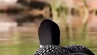 Birds ki Awaz sunkar aap Dar jayenge | Terrifying Birds with the Creepiest and Most Unique Voices!