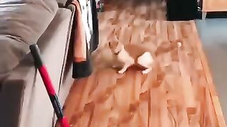 Funny cat moments 197