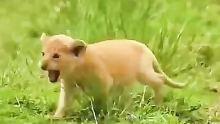 This lion still remembered the man who adopted it