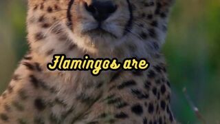 Animal Facts    Flamingo Diet      #shorts
