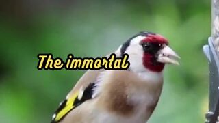 Animal Facts    Immortal Jellyfish Regeneration   #shorts