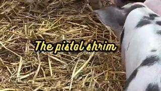 Animal Facts    Pistol Shrimp Claw Speed      #shorts