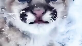 This puma cub was rescued from the cold weather and then #animalshorts #puma