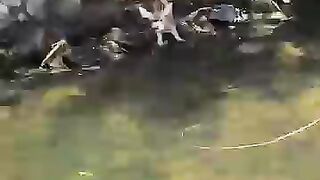 A family rescued a baby deer from the water #deer #babydeer #shorts