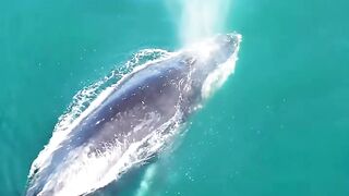 the whale is breathing