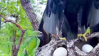 Wow_!!_The_black_eagle_in_the_nest_and_the_parrot#parrot_#cute_#love_#beautiful_#baby_#love(480p).