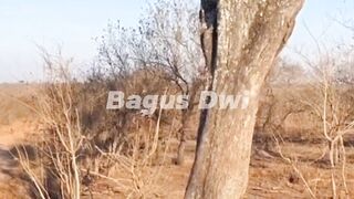 When the cheetah chooses the wrong prey