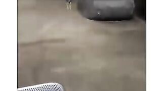 dog funny????