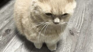 fighting funny cat