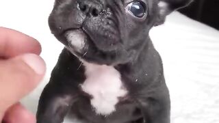 Why Shih Tzu Dogs Bark & How to Calm Them Down