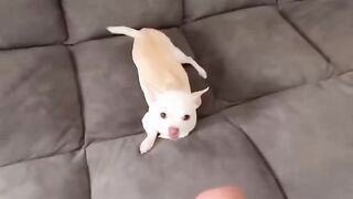 The Kuchi Kuchi Moment | Funniest Dog Bark Reactions!