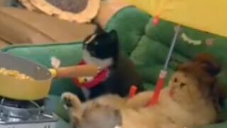 cute cat videos //funny cat videos //funny videos