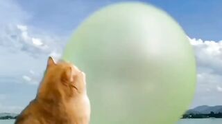 cute cat videos //funny cat videos //funny cats