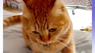 Si kucing oren yang nakal