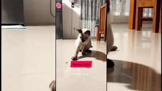 funny cats #funny cats # funny animals