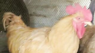 Brown chicken