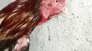 This rooster in pi
