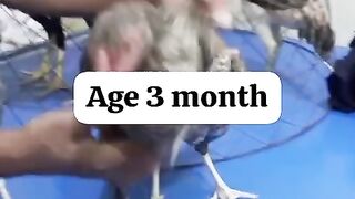 Age of the birds